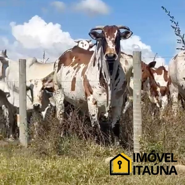 imovel-itauna-fazenda-1126-15